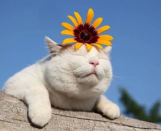 安卓版猫叔私猫安卓版本-第1张图片-太平洋在线下载